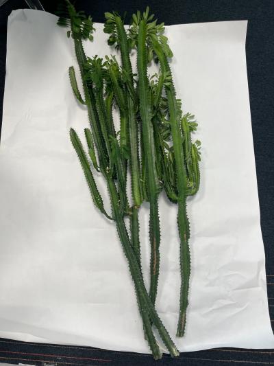 Pryšec obrovský - Euphorbia ingens (Mexický kaktus)