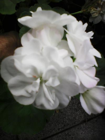 Daruji 6 klasických bílých muškátů.