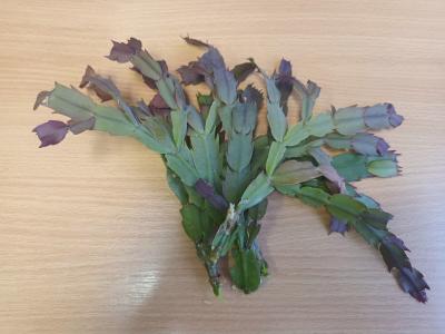 Schlumbergera/Vánoční/Velikonoční kaktus+Chlorofytum/Zelenec