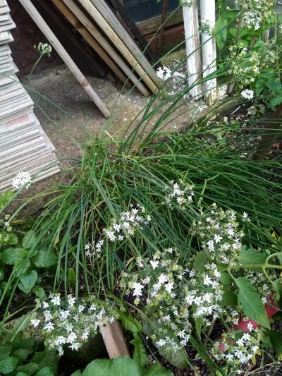 semena česnekošnitlík