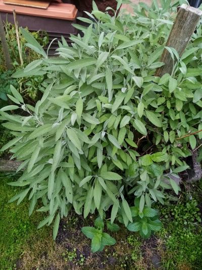 část šalvěje na sušení