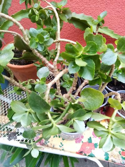 velká kalanchoe červená na množení
