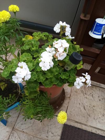 semena bílá pelargonie