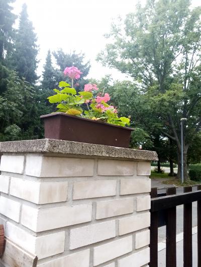 semínka pelargonií, růž., fialové, lososové, oranžové