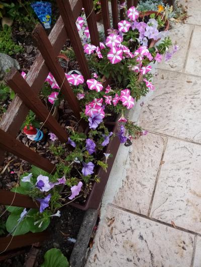 semínka různých letniček