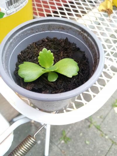 zakořeněný jihoamerický kaktus