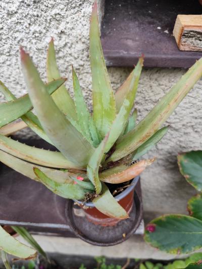 Aloe Vera 1