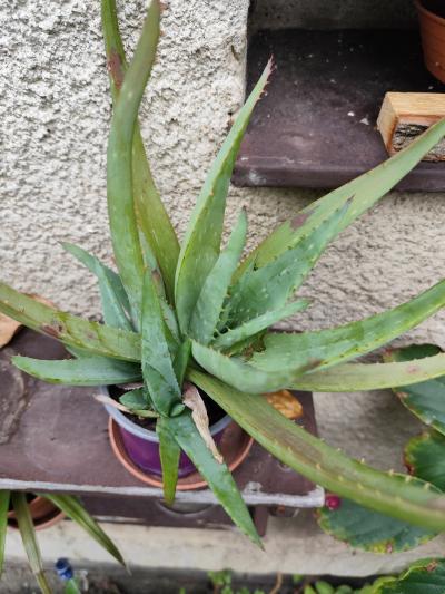 Aloe Vera 2