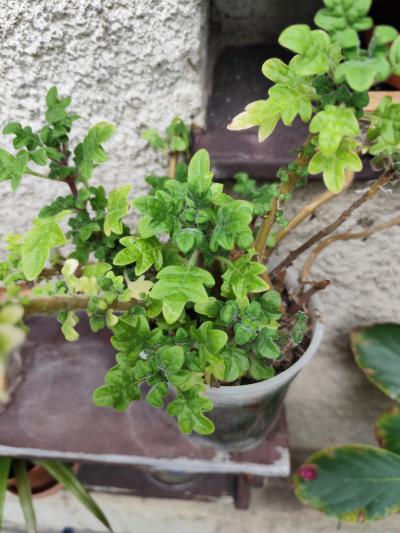 Migrénivník sazenice