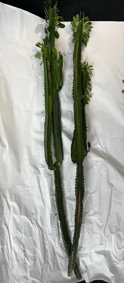 Kaktus - pryšec obrovský