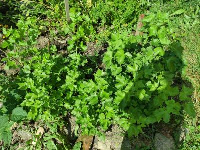 5x Keř Josta nyní kolem 100 cm, doroste do 2m výšky