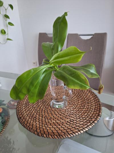 Masožravka láčkovka