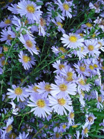 Astra modrá vysoká - podzimní odkopky