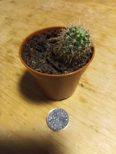Minikaktus - 2