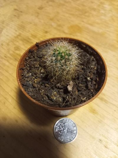 Minikaktus - 3