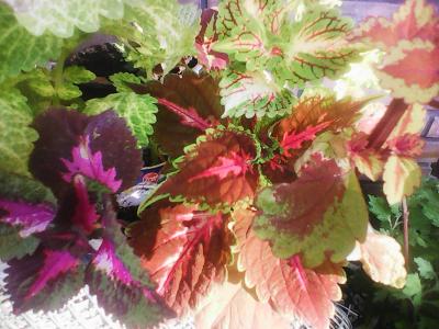 Krásně barevné africké kopřivy, pokojovky,