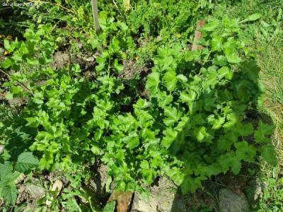 3x Keř Josta nyní kolem 100 cm, doroste do 2m