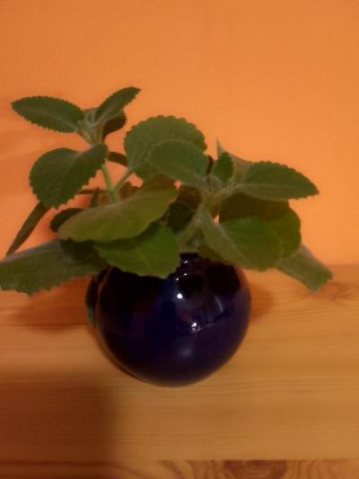 RÝMOVNÍK 4 rostlinky