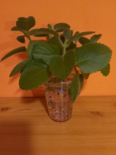 RÝMOVNÍK 5 rostlinek