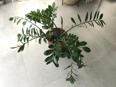 Zamioculcas