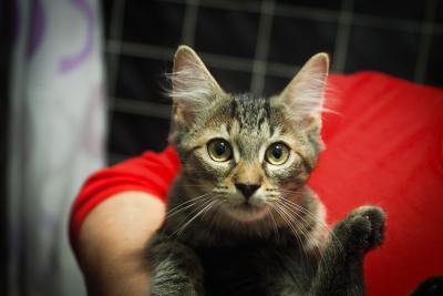 Mourovatého kocourka