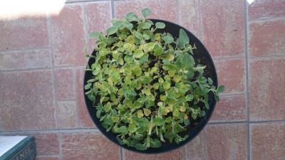 Daruji oregano. 