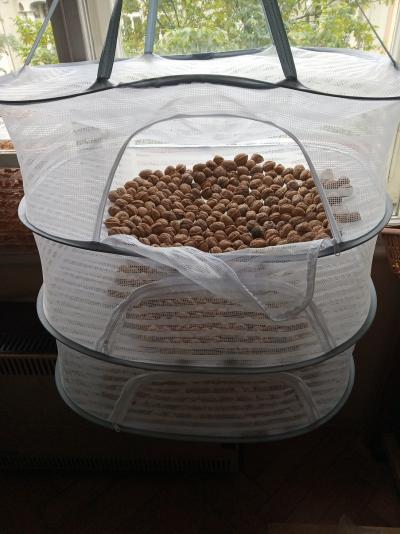 vlašské ořechy 2 roky staré