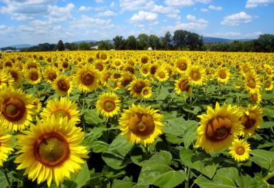 slunečnicová semínka