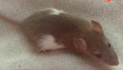 Potkaní slečna Peggy.