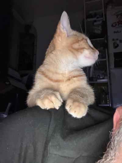 Kocourek pro radost a potěšení