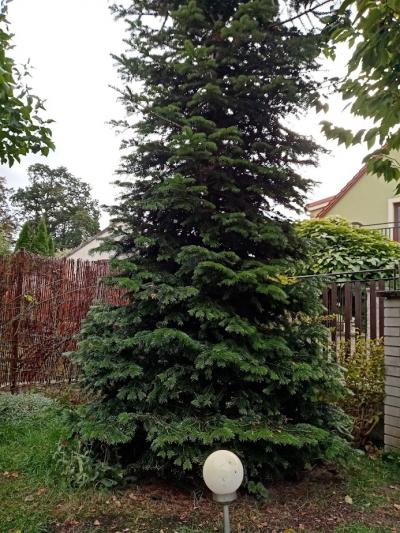 Daruji vzrostlou Kavkazkou jedli,  výška cca 6m, bohaté vět.