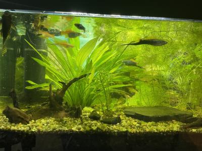 Daruji za odlov mečovky různého stáří