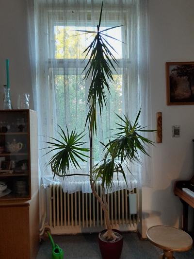 Dracena -víc než 2m vysoká,  1m široká