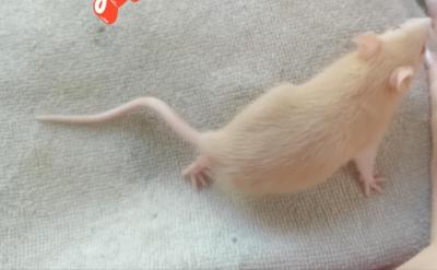 Potkaní slečna Lily.