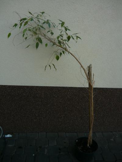 Fikus benjamin z pozůstalosti