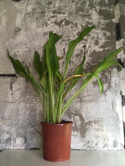 Kala fialové květy