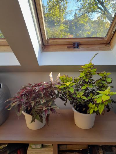 2 barevné pokojové kvetoucí kopřivy