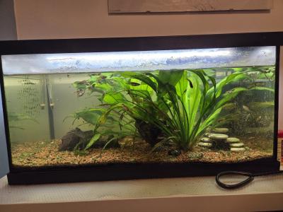 Rybky živorodky Paví očka