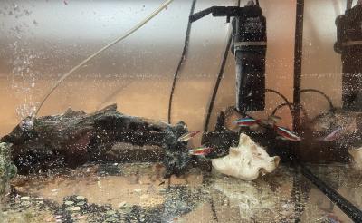 Krevetky + neonky + Anscistrus