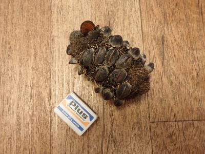 Šiška stromu banksie