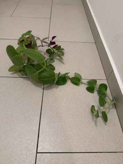 Naklicena rostlina Rymovnik