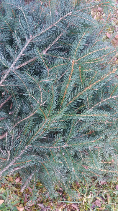 Smrček VĚTVIČKY na adventní dekorace