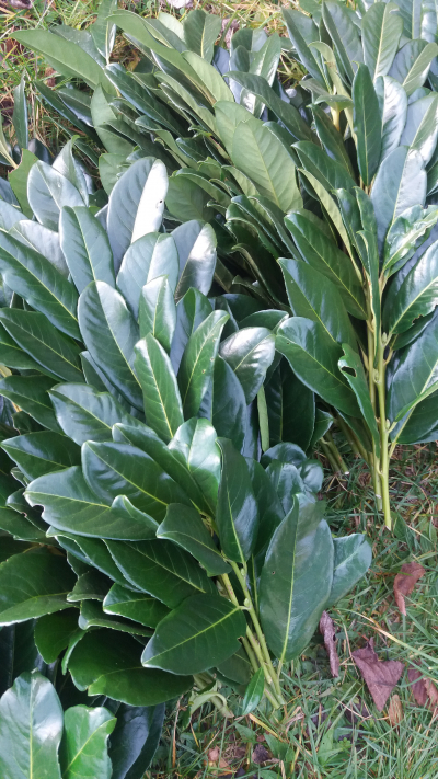 VĚTVIČKY bobkovišně na adventní dekorace