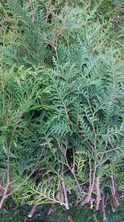 VĚTVIČKY thuje na adventní dekorace