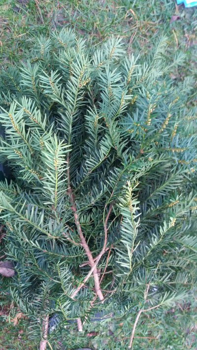 Tis VĚTVIČKY na adventní dekorace