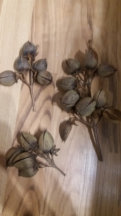 Větvičky a skořápky Pavlovnie k podzimním dekoracím