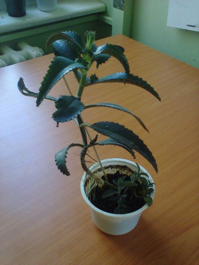 naduť madagaskarská-pokojová rostlina - REZERVOVANO