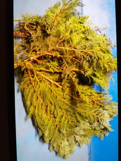 Vétvičky thuje modré a obyč pro pani Helenu