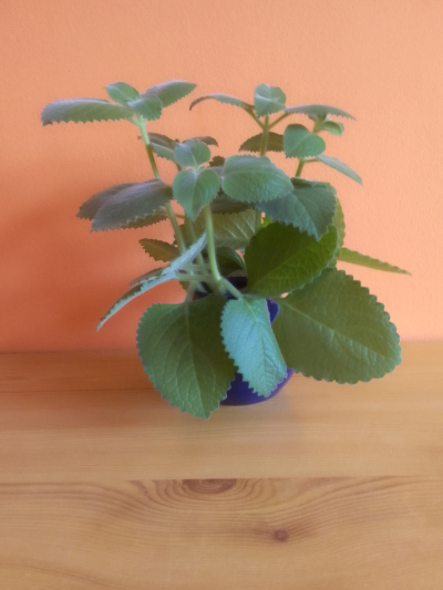 RÝMOVNÍK 5 kusů K ZASAZENÍ