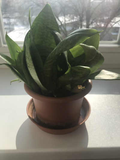 Výhonky Jazyku  tchýně